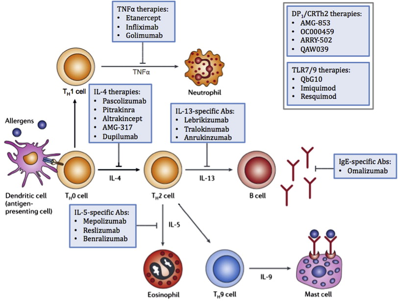Biologic targeted therapy in allergic asthma - Annals of Allergy, Asthma & Immunology