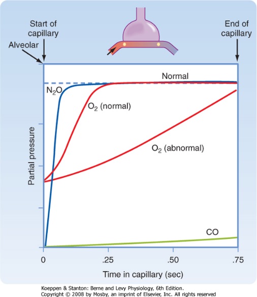 alveoli transit time에 대한 이미지 검색결과