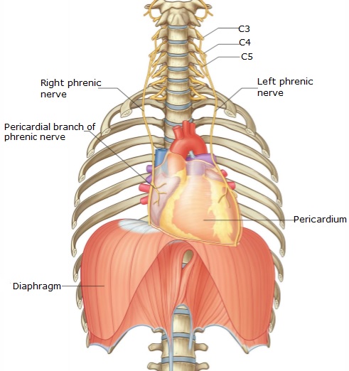 phrenic nerveì ëí ì´ë¯¸ì§ ê²ìê²°ê³¼