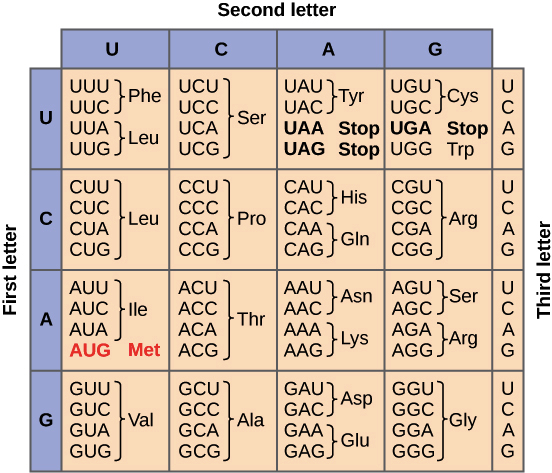 The genetic code & codon table (article) | Khan Academy